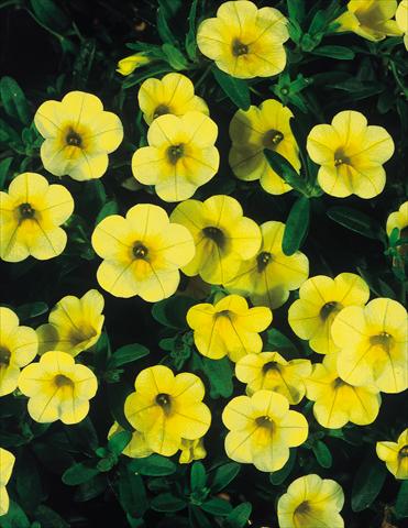 Foto fiore da  Vaso, balcone, basket Calibrachoa MiniFamous® Yellow evol