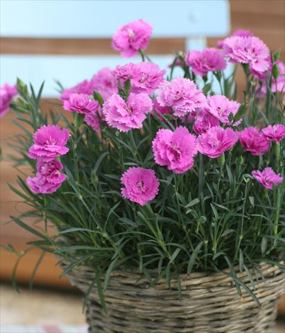 Foto fiore da  Vaso e aiola Dianthus Diantica® Orchid