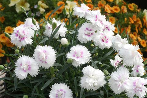 Foto fiore da  Vaso e aiola Dianthus Diantica® White Eye