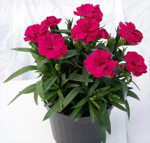 Foto fiore da  Vaso e aiola Dianthus caryophyllus Oscar™ Cherry