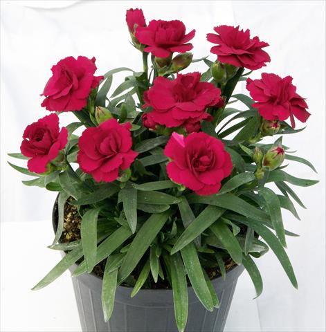 Foto fiore da  Vaso e aiola Dianthus caryophyllus Oscar™ Dark Red