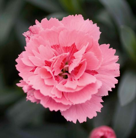 Foto fiore da  Basket o vaso Dianthus caryophyllus Oscar™ Pink