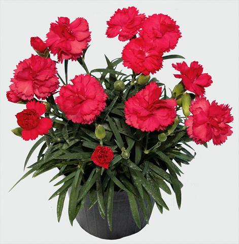 Foto fiore da  Vaso e aiola Dianthus caryophyllus SuperTrouper® Benita