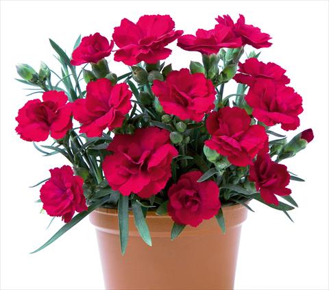 Foto fiore da  Basket o vaso Dianthus caryophyllus SuperTrouper® Rubin