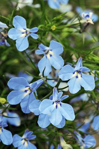 Foto fiore da  Vaso, aiuola, balcone, basket Lobelia Curaçao® Light Blue evol