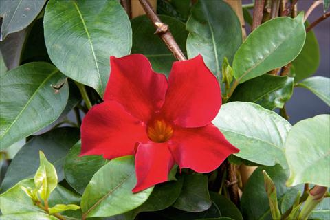 Foto fiore da  Vaso e aiola Dipladenia (Mandevilla) Sevilla Red