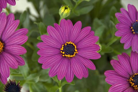 Foto fiore da  Vaso e aiola Osteospermum FlowerPower®Compact Silver Purple