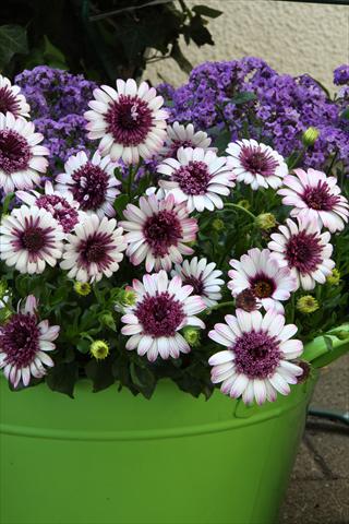 Foto fiore da  Vaso e aiola Osteospermum FlowerPower® Double Berry White