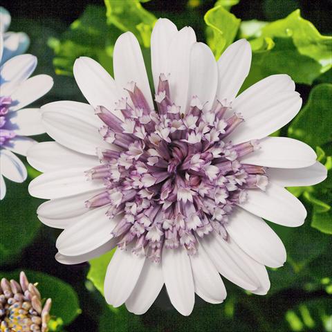 Foto fiore da  Vaso e aiola Osteospermum FlowerPower® Double Silver