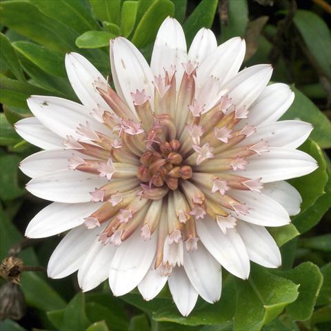 Foto fiore da  Vaso e aiola Osteospermum FlowerPower® Double White Bronce