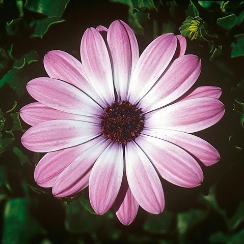 Foto fiore da  Vaso e aiola Osteospermum FlowerPower® Light Pink