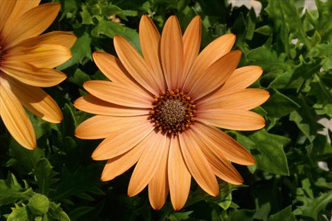 Foto fiore da  Vaso e aiola Osteospermum FlowerPower® Orange Bronce