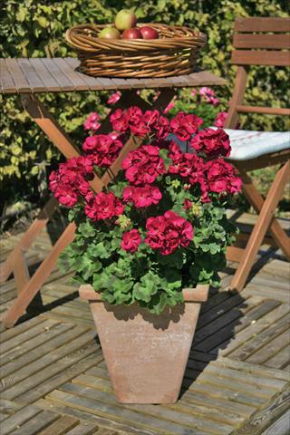 Foto fiore da  Balcone, vaso Pelargonium zonale Sunrise® XL Evita