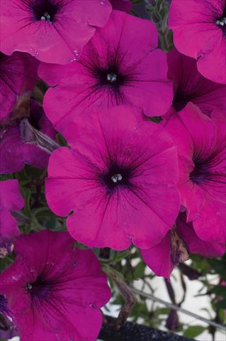 Foto fiore da  Vaso, balcone, basket Petunia AlpeTunia® Dark Purple