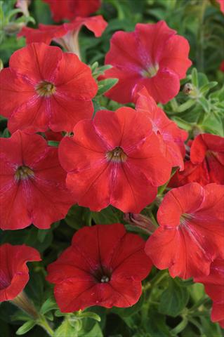 Foto fiore da  Vaso, balcone, basket Petunia AlpeTunia® Red