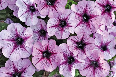 Foto fiore da  Vaso, balcone, basket Petunia Bonnie Lavender Star