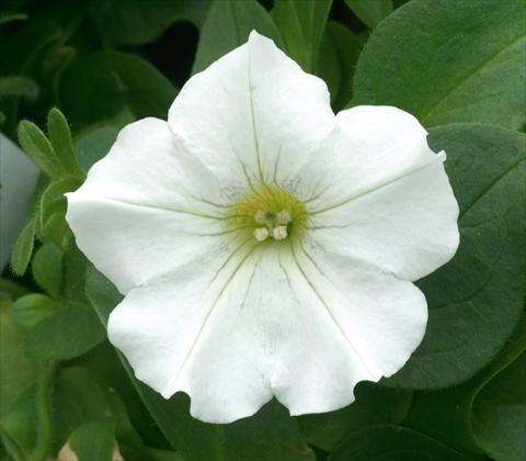 Foto fiore da  Vaso, balcone, basket Petunia CompactFamous™ White