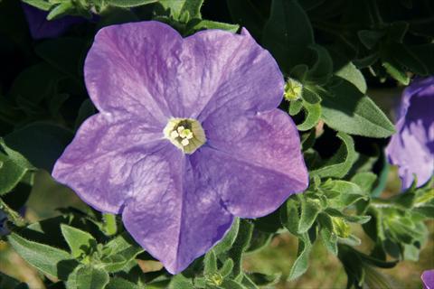 Foto fiore da  Vaso, balcone, basket Petunia CompactFamous™ SkyBlue