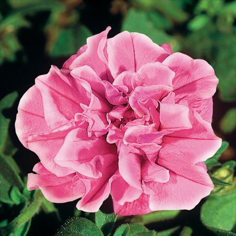photo of flower to be used as: Pot, patio, basket Petunia Sweet Sunshine® Odyssey