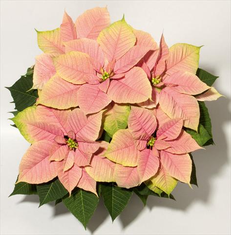 photo of flower to be used as: Pot Poinsettia - Euphorbia pulcherrima Christmas Beauty Nostalgia