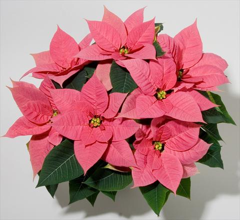 Foto fiore da  Vaso Poinsettia - Euphorbia pulcherrima Christmas Beauty Pink