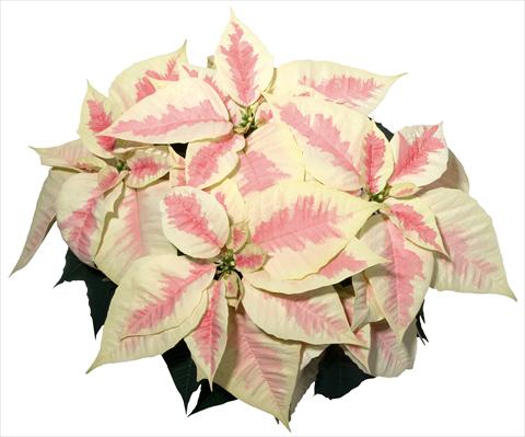 Foto fiore da  Vaso Poinsettia - Euphorbia pulcherrima Christmas Feelings® Marble