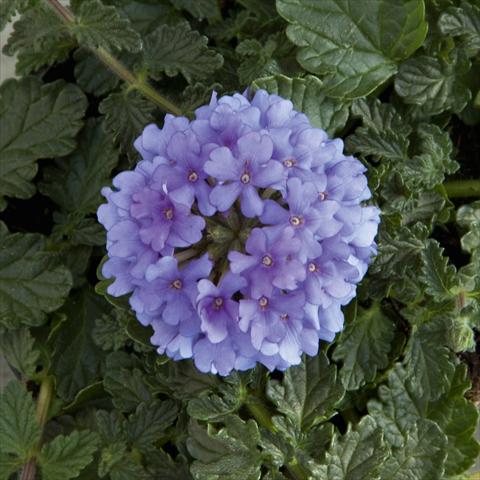 Foto fiore da  Vaso, balcone, basket Verbena Fuego® Denim Blue