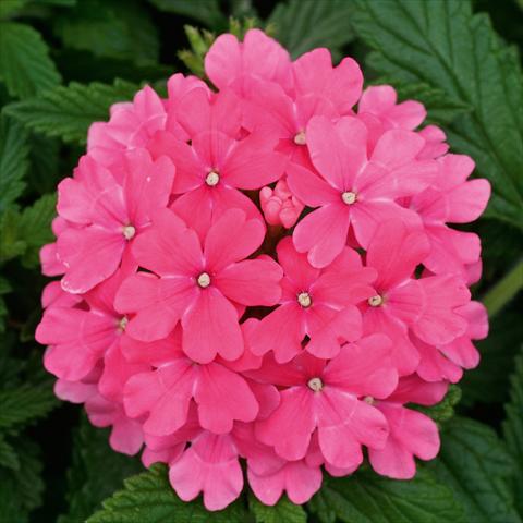 Foto fiore da  Vaso, balcone, basket Verbena Fuego® Pink