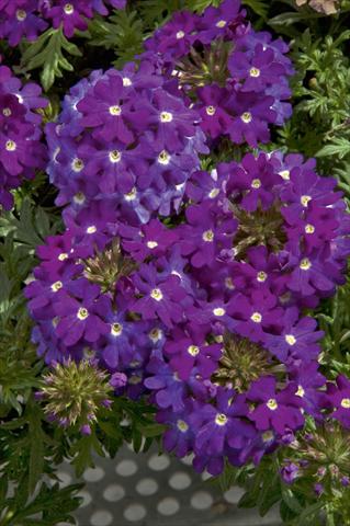 Foto fiore da  Vaso, balcone, basket Verbena Lascar® Dark Violet with eye