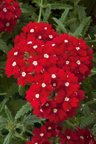 Foto fiore da  Vaso, balcone, basket Verbena Lascar® Red with eye