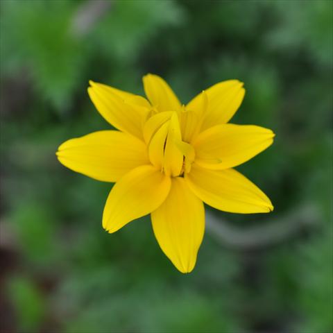 Foto fiore da  Vaso, aiuola, balcone, basket Bidens ferulifolia Bee® Double Yellow