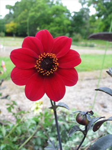 Foto fiore da  Vaso e aiola Dahlia Mystic® Wonder