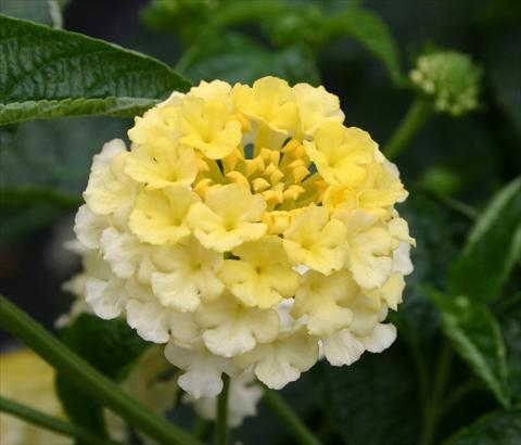 Foto fiore da  Vaso, aiuola, balcone Lantana camara Evita® Citrus