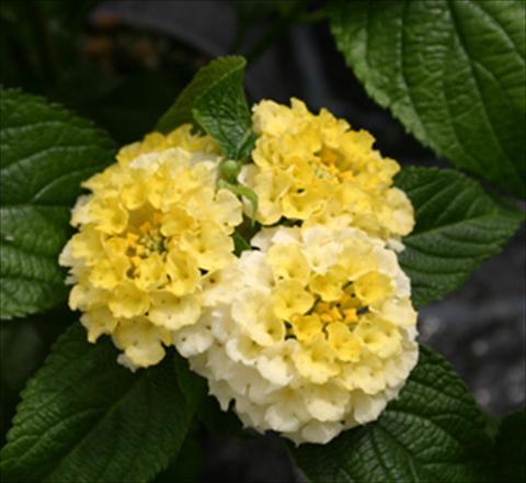 Foto fiore da  Vaso, aiuola, balcone Lantana camara Evita® Lemon