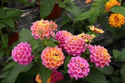 Foto fiore da  Vaso, aiuola, balcone Lantana camara Evita® Rose