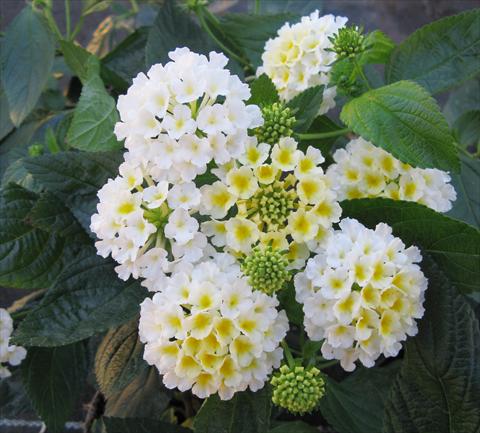 Foto fiore da  Vaso, aiuola, balcone Lantana camara Evita® White