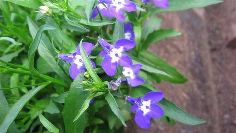 Foto fiore da  Vaso, aiuola, balcone, basket Lobelia California® Dark Blue with eye