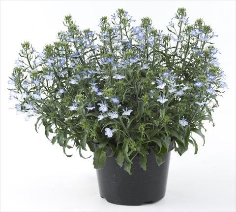 Foto fiore da  Vaso, aiuola, balcone, basket Lobelia California® Light Blue White