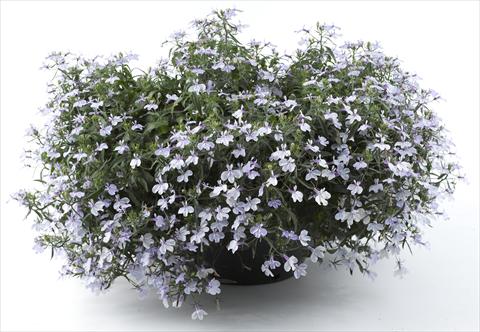 photo of flower to be used as: Pot, bedding, patio, basket Lobelia California® Light Pink