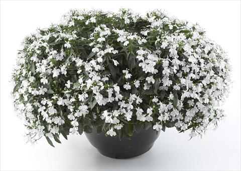 Foto fiore da  Vaso, aiuola, balcone, basket Lobelia California® White