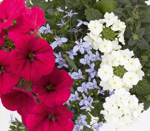 Foto fiore da  Vaso, balcone, basket 3 Combo RED FOX Confetti Garden Trio Water Wonders