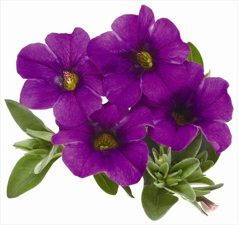 Foto fiore da  Vaso, balcone, basket Calibrachoa RED FOX Aloha® Kona Dark Lavender