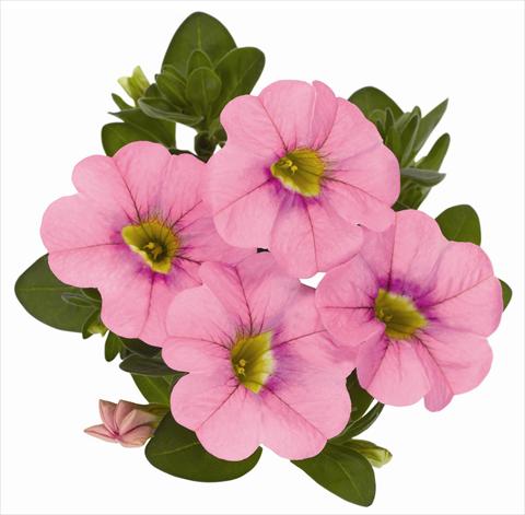 Foto fiore da  Vaso, balcone, basket Calibrachoa RED FOX Aloha® Kona Soft Pink