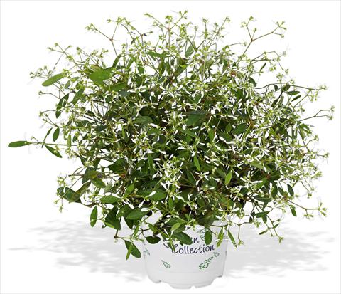 Foto fiore da  Aiuola e/o bordura Chameasyce hypericifolia RED FOX Star Dust White Flash