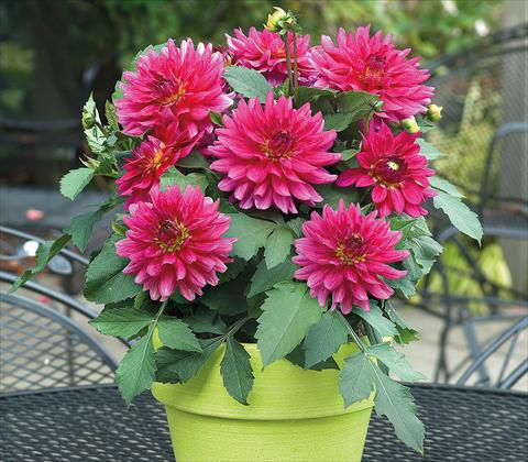 Foto fiore da  Vaso e aiola Dahlia RED FOX XXL Chiapas