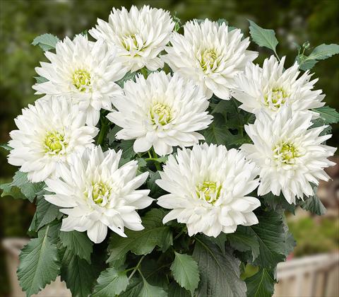 Foto fiore da  Vaso e aiola Dahlia RED FOX XXL Mayo