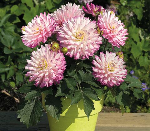 photo of flower to be used as: Pot and bedding Dahlia RED FOX XXL Veracruz