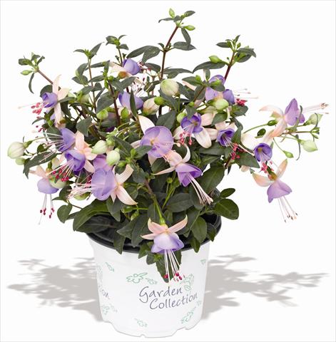 photo of flower to be used as: Pot Fuchsia RED FOX Arêtes Upright Boogie