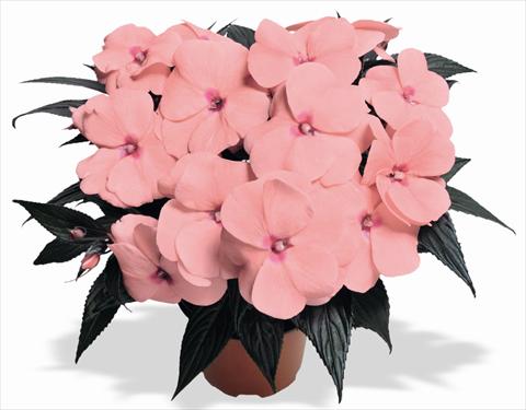 Foto fiore da  Vaso e aiola Impatiens N. Guinea RED FOX Magnum Pink