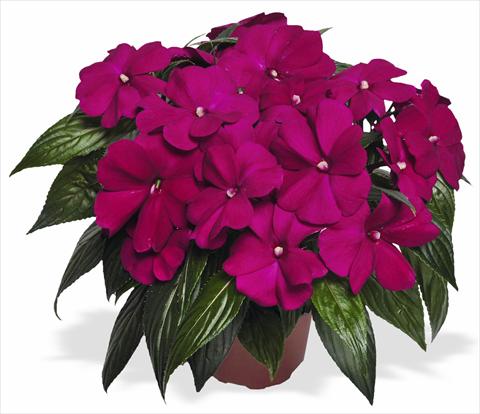 Foto fiore da  Vaso e aiola Impatiens N. Guinea Magnum Purple